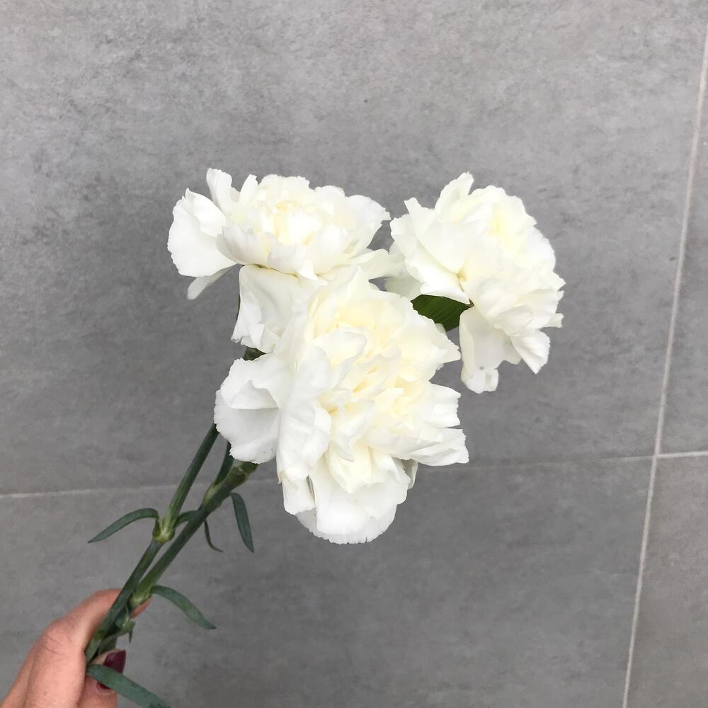 https://content2.flowwow-images.com/data/flowers/1000x1000/29/1707723376_99399929.jpg